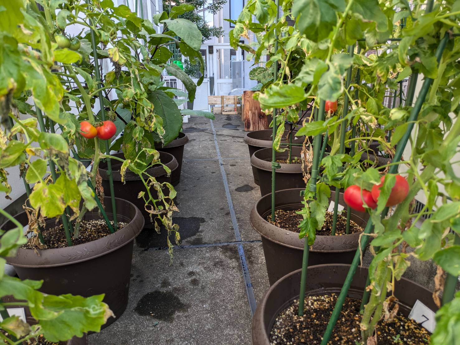 つなぐ食堂の屋外に作られた「北沢農園」