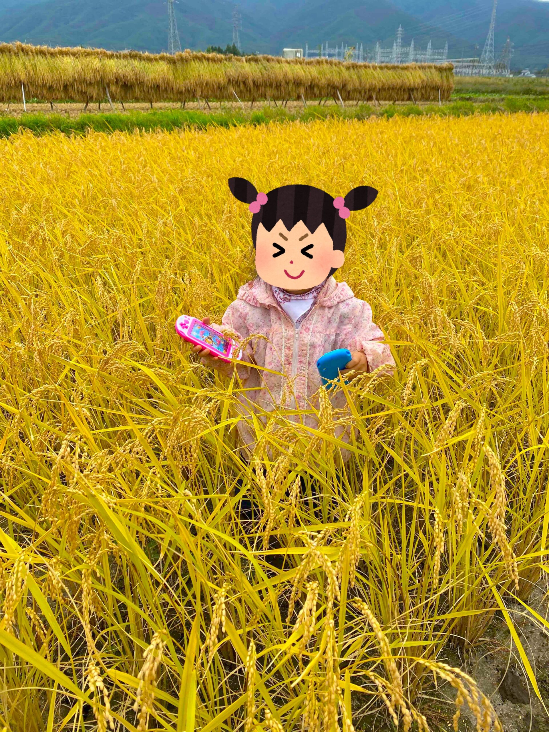 田んぼ